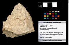 Foto (Objekt + Etikett) von Pithonoton sp.  (NHMW-GEO-1990-0041-3278)
